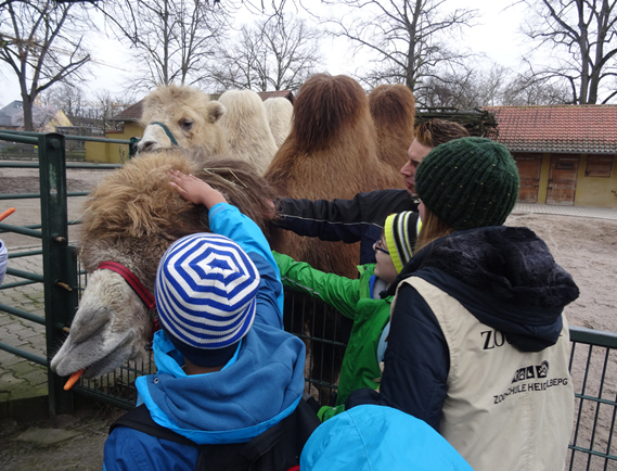 Das Foto zeigt drei Kinder, die ein Trampeltier streicheln.